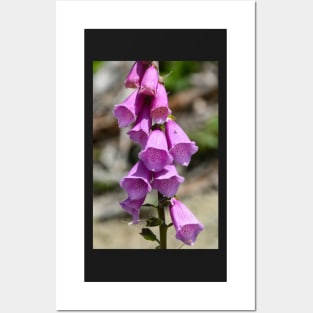 Bright pink common foxglove Posters and Art